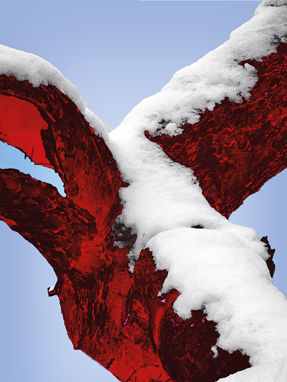 calm down – malus domestica h09527