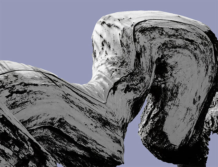 quo vadis – salix8555